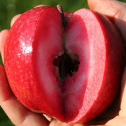 Malus domestica Red